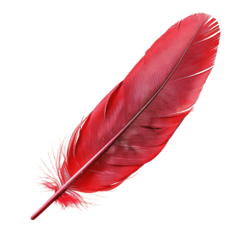 floated red feather isolate on transparency background png
