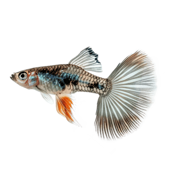 Guppies front view full body isolate on transparency background png