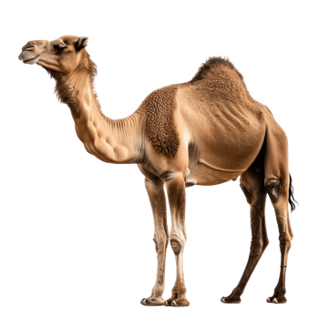 Camel full body isolate on transparency background png
