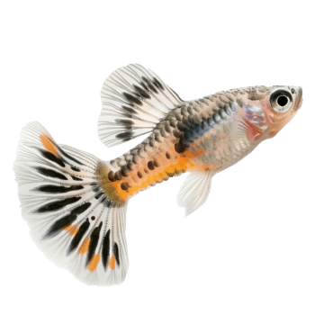 Guppies side view full body isolate on transparency background png