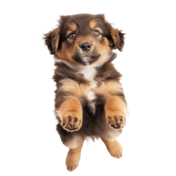 floating full body puppy isolate on transparency background png