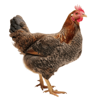 Hen front view full body isolate on transparency background png