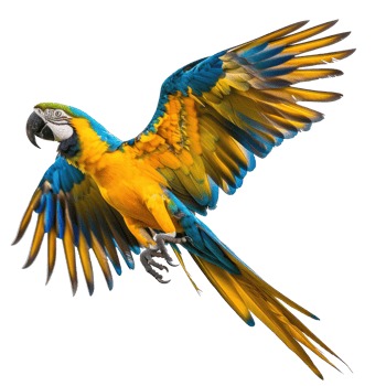 Macaw fly full body isolate on transparency background png