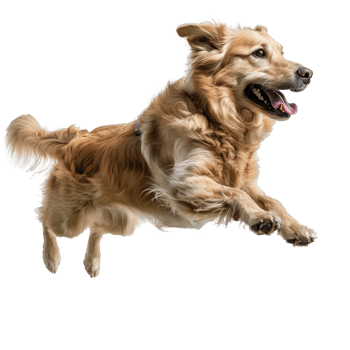 floating full body dog isolate on transparency background png