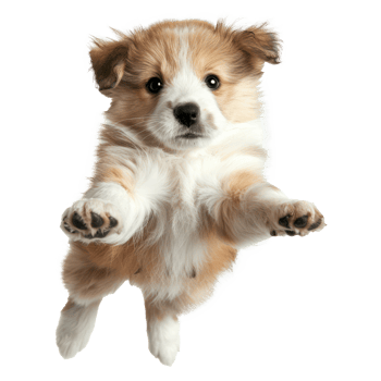 floating full body puppy isolate on transparency background png