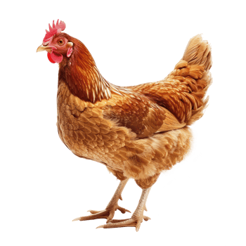 Hen front view full body isolate on transparency background png