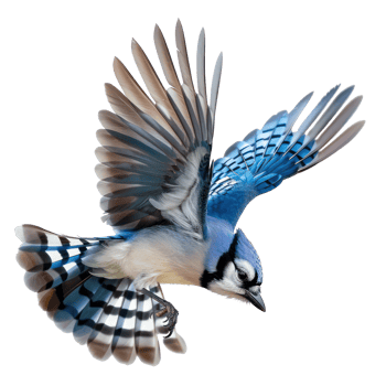 Blue jay bird fly full body isolate on transparency background png