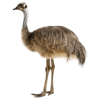 Emu full body isolate on transparency background png