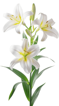 Easter lily branch and flower isolate on transparency background png