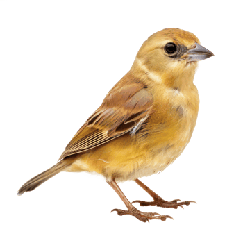 Passerine front view full body isolate on transparency background png