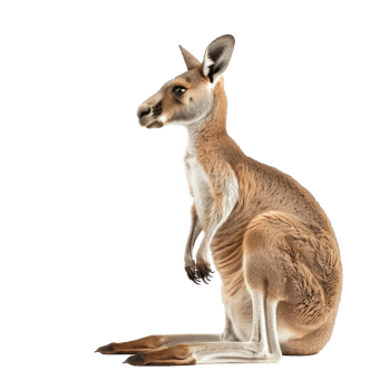 Kangaroo side view full body isolate on transparency background png