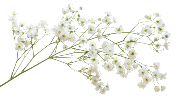 white gypsophila flowers branch isolate on transparency background png