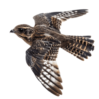Nightjar bird fly full body isolate on transparency background png
