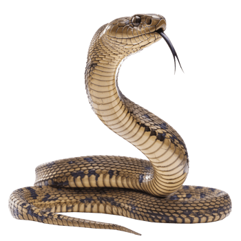 King Cobra side view full body isolate on transparency background png