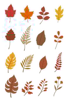 Autumn leaves illustration, fallen leaves featuring various shapes and colors, including orange, red, yellow, and brown leaves, on white background. vector