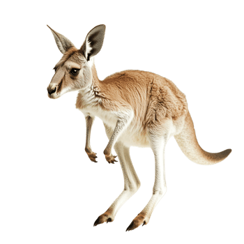 Kangaroo Standing on Transparent Background png