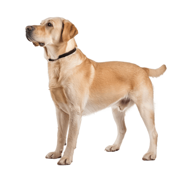Labrador Retrievers side view full body isolate on transparency background png