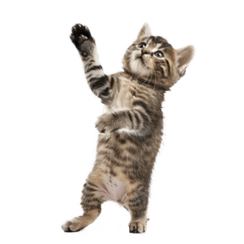 floated kitten jumping gesture try to catch something in the air, isolate on transparency background png