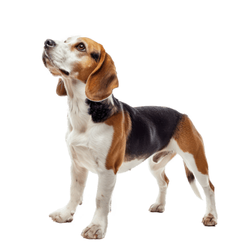 Beagles pet side view full body isolate on transparency background png