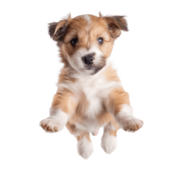 floating full body puppy isolate on transparency background png