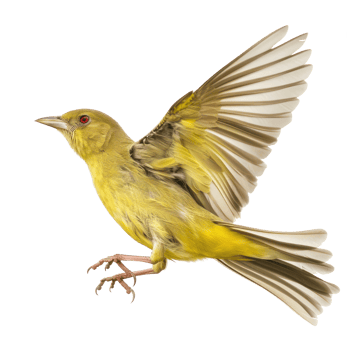Weaverbird fly full body isolate on transparency background png