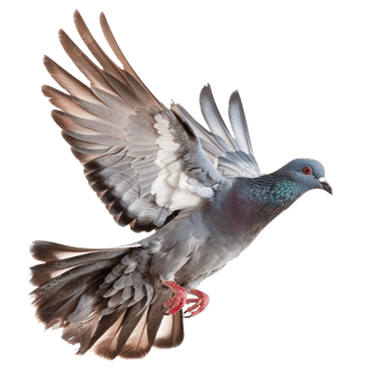Pigeon fly full body isolate on transparency background png