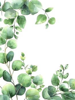Watercolor Eucalyptus Twig Border Frame on Transparent png