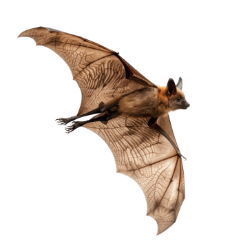 Bat side view full body isolate on transparency background png