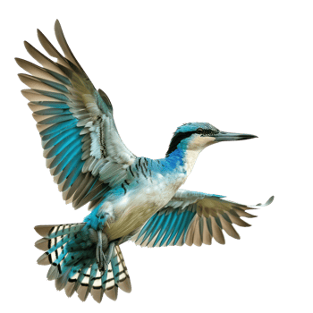 Teal bird fly full body isolate on transparency background png
