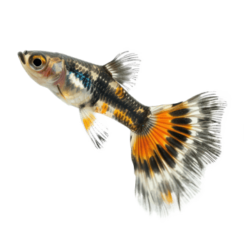 Guppies front view full body isolate on transparency background png
