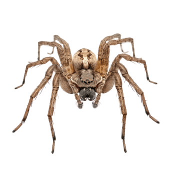 Spider front view full body isolate on transparency background png