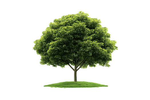 Green tree with grass isolated on a transparent background png