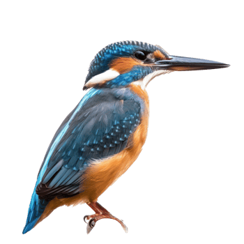 Kingfisher side view full body isolate on transparency background png