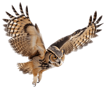 Owl fly full body isolate on transparency background png