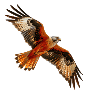 Kite bird fly full body isolate on transparency background png