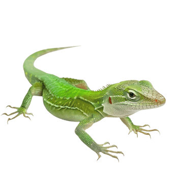 Green Anole pet full body isolate on transparency background png