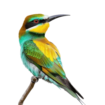 Bee-eater bird front view full body isolate on transparency background png