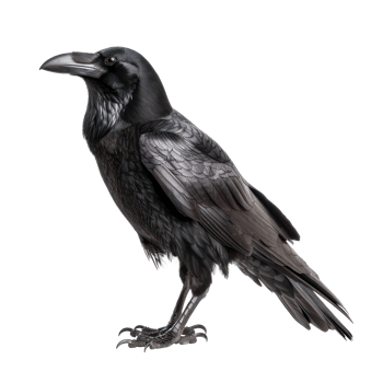 Raven side view full body isolate on transparency background png