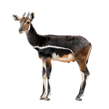 Okapi side view full body isolate on transparency background png