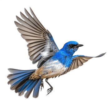 Bluebird fly full body isolate on transparency background png