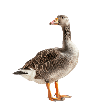 Goose front view full body isolate on transparency background png