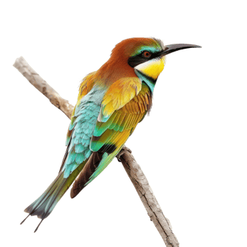 Bee-eater bird side view full body isolate on transparency background png