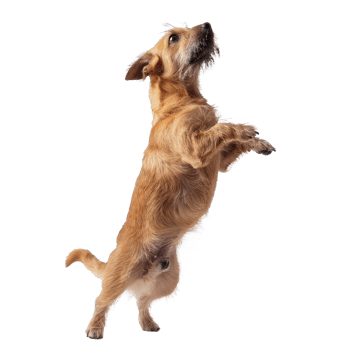 floated dog jumping gesture try to bite something in the air isolate on transparency background png