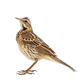 Skylark bird side view full body isolate on transparency background png
