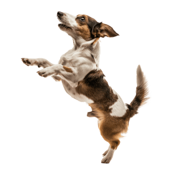floated dog jumping gesture try to bite something in the air isolate on transparency background png