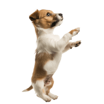 floated puppy jumping gesture try to catch something in the air, isolate on transparency background png