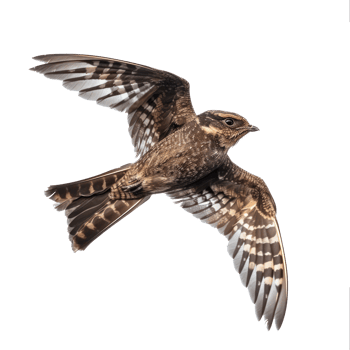 Nightjar bird fly full body isolate on transparency background png