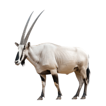 Oryx full body isolate on transparency background png