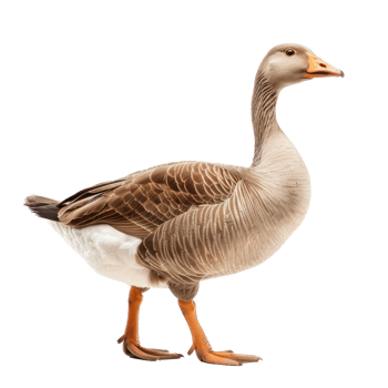 Goose front view full body isolate on transparency background png