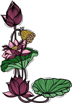 Pink Lotus flower, Hand drawn style. png
